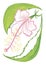 White and pink hibiscus flower with long pistil and light emerald leaves