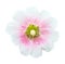 White and pink Hollyhocks flower isolated