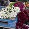 White and pink hyacinths