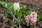 White and pink hyacinths blooming in spring garden. April flowers in blossom.