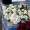 White and pink hyacinths and perilla purple peony