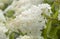 White and pink Hydrangea paniculata