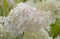 White and pink Hydrangea paniculata