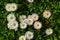 White and pink lawn daisies Bellis perennis in the garden on a sunny morning