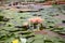 White, pink lilies and yellow water flowers on the river surface. Lotus flowers. Summer day on the pond.water lily lotus