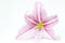 White and pink lily flower closeup photo. Floral feminine banner template with text place.