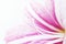 White pink lily flower photo banner. Spring feminine banner template. Beauty spa decor. Romantic greeting card