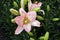 white-pink lily - flowers and lily buds. oriental hybrid