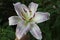 White and pink lily with ideal 6-petal form