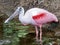 White and pink long legged stork, water fowl animal bird standing in the water in nature with a long beak