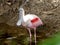 White and pink long legged stork, water fowl animal bird standing in the water in nature with a long beak