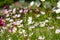 White pink and magenta wild perennial flowers