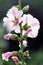 White and pink mallow (Malva) in summer