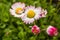 White And Pink Marguerite Flowers