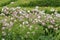 White and pink masterwort flowers