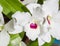 White with pink midpoint Orchid close-up