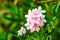 White and Pink Nerium Oleander Flowers