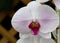 White and Pink Orchid in Hawaiian garden