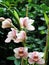 White and pink orchids in the botanical garden, green background