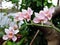 White and pink orchids in the botanical garden, green background