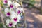 white and pink orchids flower on a green left blured background.