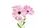 White and Pink Osteospermum Daisy