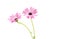 White and Pink Osteospermum Daisy or Cape Daisy Flower