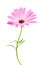 White and Pink Osteospermum Daisy or Cape Daisy Flower Flower