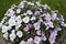 White and pink pansy flowers.