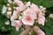 White-pink pelargonium