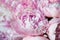 White and pink peonies. Background flower wallpaper