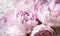 White and pink peonies. Background flower wallpaper