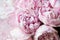 White and pink peonies. Background romantic wallpaper