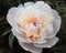 white-pink peony with pastel orange petals in the middle on a blurry dark green background