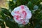 White and pink petal camellia blossoms