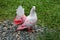 White pink pigeon sitting on green grass