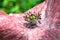 White and pink poppy closeup