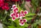 White-Pink, purple Dianthus flowers