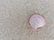 White, pink, and purple shell over sandy texture background