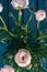 White / pink / Ranonkels / Ranunculus / Flowers / Bloemen / Persian Buttercup