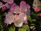 White and pink rhododendron flowers, selelctive focus