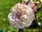 White and pink rose on a background of green grass close-up