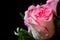 White and pink rose with dew drops on black background. Funeral preparations. Close up photo