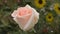 White-pink rose flower