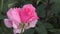 White-pink rose flower