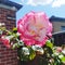 White pink Rose potrait flower