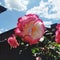 White pink Rose potrait flower