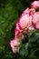 White-pink roses on background of greens. Selective focus, toned image, film effect