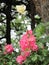 White and pink roses bloom in a park among trees, a bee flies over a flower