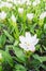 White Pink Siam Tulip (Patumma) flower in pot